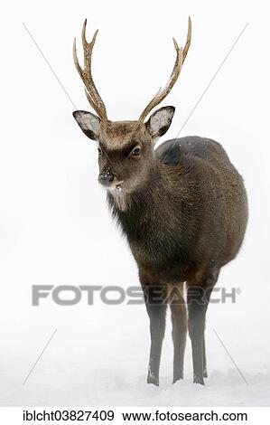 "Sika Deer, Spotted Deer or Japanese Deer (Cervus nippon nippon), male in winter, native to Japan, North Rhine-Westphalia, Germany, Europe" View Large Photo Image Stock Photo - "Sika Deer, Spotted Deer or Japanese Deer (Cervus nippon nippon), male in winter, native to Japan, North Rhine-Westphalia, Germany, Europe". Fotosearch