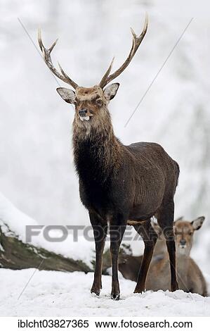 Stock Photography - "Sika Deer, Spotted Deer or Japanese Deer (Cervus nippon nippon), male in winter, native to Japan, North Rhine-Westphalia, Germany, Europe". Fotosearch
