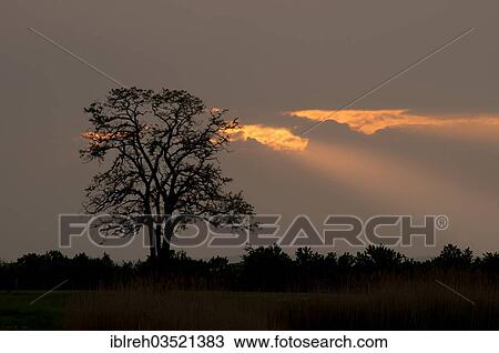 "Silhouette of a tree at sunset, Apetlon, Burgenland, Austria, Europe" View Large Photo Image Stock Image - "Silhouette of a tree at sunset, Apetlon, Burgenland, Austria, Europe". Fotosearch