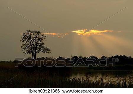 Stock Photograph - "Silhouette of a tree at sunset, Apetlon, Burgenland, Austria, Europe". Fotosearch