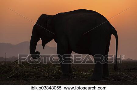 "Silhouette of an Indian Elephant (Elephas maximus indicus), Kaziranga National Park, Assam, India, Asia" View Large Photo Image Stock Photography - "Silhouette of an Indian Elephant (Elephas maximus indicus), Kaziranga National Park, Assam, India, Asia". Fotosearch