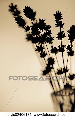 Stock Photography - Silhouette of lavender in a vase. Fotosearch