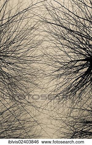 Silhouette of trees against sky View Large Photo Image Stock Photograph - Silhouette of trees against sky. Fotosearch