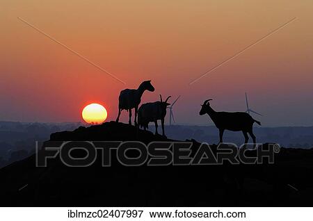 Silhouettes Of Dairy Goats On A Hill At Sunset Photo Montage