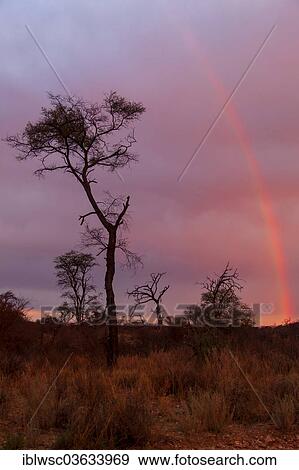 Stock Photo - "Silhouettes of trees at sunset, Khomas Region, Namibia, Africa". Fotosearch