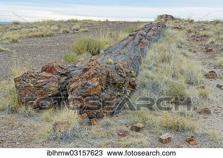 Stock Image - "Silicified tree trunks, Crystal Forest, Petrified Forest National Park, Painted Desert, Holbrook, Arizona, United States, North America". Fotosearch