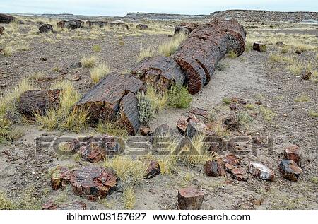 "Silicified tree trunks, Crystal Forest, Petrified Forest National Park, Painted Desert, Holbrook, Arizona, United States, North America" View Large Photo Image Stock Photo - "Silicified tree trunks, Crystal Forest, Petrified Forest National Park, Painted Desert, Holbrook, Arizona, United States, North America". Fotosearch