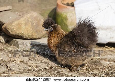 "Silk Fowl (Gallus gallus domesticus), Hesse, Germany, Europe" View Large Photo Image Stock Photo - "Silk Fowl (Gallus gallus domesticus), Hesse, Germany, Europe". Fotosearch