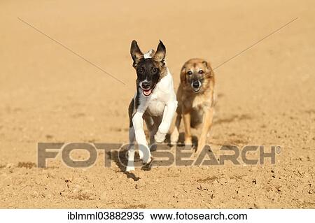 "Silken Windsprite male dog running on a field, Rhineland-Palatinate, Germany, Europe" View Large Photo Image Stock Photography - "Silken Windsprite male dog running on a field, Rhineland-Palatinate, Germany, Europe". Fotosearch