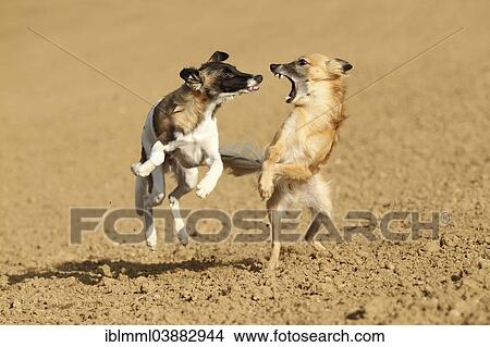 Picture - "Silken Windsprite male dogs playing on a field, Rhineland-Palatinate, Germany, Europe". Fotosearch