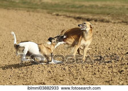 "Silken Windsprite male dogs playing on a field, Rhineland-Palatinate, Germany, Europe" View Large Photo Image Stock Image - "Silken Windsprite male dogs playing on a field, Rhineland-Palatinate, Germany, Europe". Fotosearch
