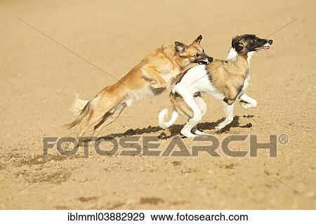 "Silken Windsprite male dogs playing on a field, Rhineland-Palatinate, Germany, Europe" View Large Photo Image Stock Photo - "Silken Windsprite male dogs playing on a field, Rhineland-Palatinate, Germany, Europe". Fotosearch