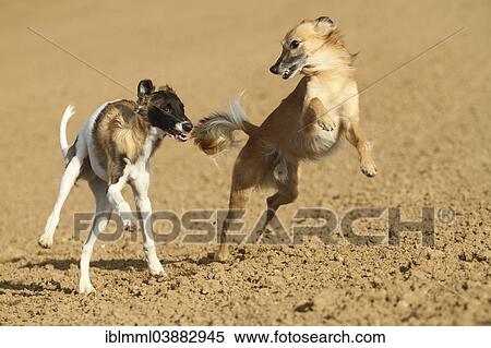 "Silken Windsprite male dogs playing on a field, Rhineland-Palatinate, Germany, Europe" View Large Photo Image Stock Photography - "Silken Windsprite male dogs playing on a field, Rhineland-Palatinate, Germany, Europe". Fotosearch