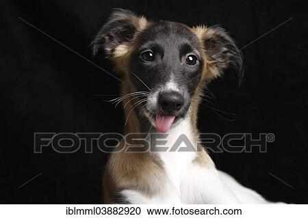 "Silken Windsprite puppy, 13 weeks, portrait" View Large Photo Image Stock Image - "Silken Windsprite puppy, 13 weeks, portrait". Fotosearch