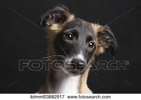 Stock Photo - "Silken Windsprite puppy, 13 weeks, portrait". Fotosearch