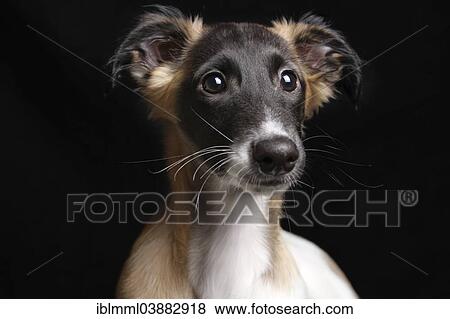 "Silken Windsprite puppy, 13 weeks, portrait" View Large Photo Image Stock Photo - "Silken Windsprite puppy, 13 weeks, portrait". Fotosearch