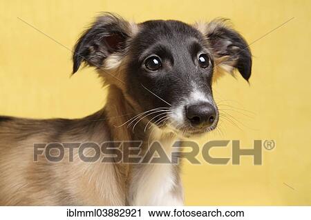 Silken Windsprite Puppy Portrait Germany Europe Stock Image