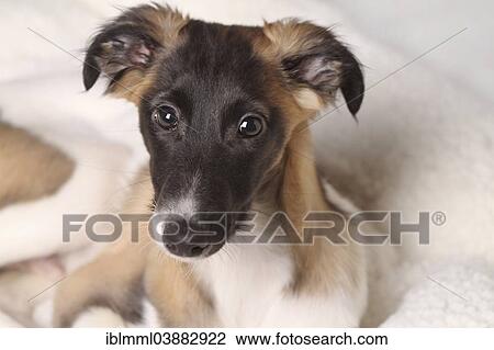 "Silken Windsprite puppy, portrait, Germany, Europe" View Large Photo Image Stock Image - "Silken Windsprite puppy, portrait, Germany, Europe". Fotosearch