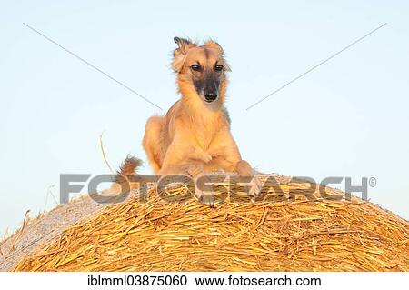 "Silken Windsprite sighthound lying on straw bale, Germany, Europe" View Large Photo Image Stock Image - "Silken Windsprite sighthound lying on straw bale, Germany, Europe". Fotosearch