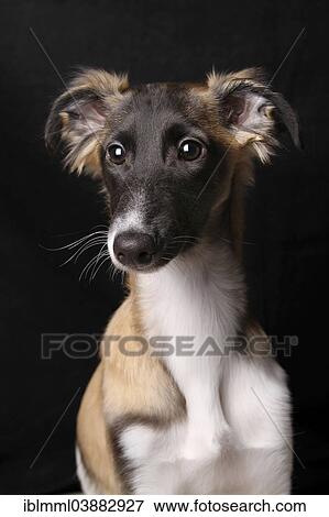 "Silken Windsprite, young dog, portrait" View Large Photo Image Stock Photo - "Silken Windsprite, young dog, portrait". Fotosearch