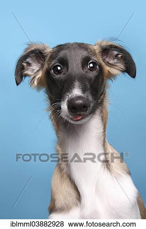 Stock Photo - "Silken Windsprite, young dog, portrait". Fotosearch