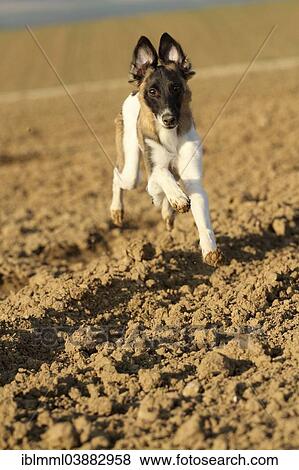 "Silken Windsprite, young dog running across a field, Rhineland-Palatinate, Germany, Europe" View Large Photo Image Stock Photo - "Silken Windsprite, young dog running across a field, Rhineland-Palatinate, Germany, Europe". Fotosearch