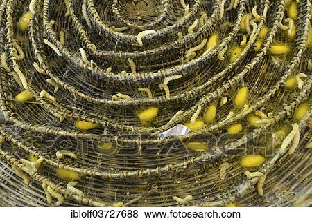 "Silkworms (Bombyx mori) and silk cocoons on a bast basket, silk farm, Cambodia, Asia" View Large Photo Image Stock Photo - "Silkworms (Bombyx mori) and silk cocoons on a bast basket, silk farm, Cambodia, Asia". Fotosearch