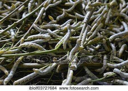"Silkworms (Bombyx mori) feeding on mulberry leaves, silk farm, Cambodia, Asia" View Large Photo Image Picture - "Silkworms (Bombyx mori) feeding on mulberry leaves, silk farm, Cambodia, Asia". Fotosearch