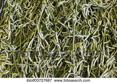 Stock Photo - "Silkworms (Bombyx mori) feeding on mulberry leaves, silk farm, Cambodia, Asia". Fotosearch