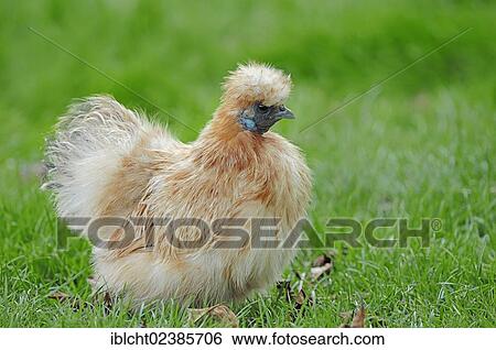 Stock Photograph - "Silky Fowl (Gallus gallus domesticus), domestic chicken, North Rhine-Westphalia, Germany, Europe". Fotosearch