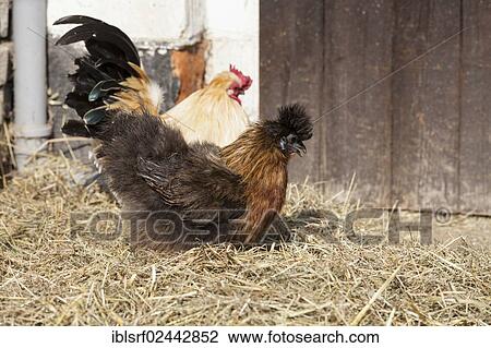 "Silky or Silkie fowl (Gallus gallus domesticus), Hesse, Germany, Europe" View Large Photo Image Stock Image - "Silky or Silkie fowl (Gallus gallus domesticus), Hesse, Germany, Europe". Fotosearch