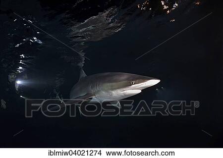 "Silky Shark (Carcharhinus falciformis), at night, Revillagigedo Islands, Socorro, Punta Tosca, Mexico, North America" View Large Photo Image Picture - "Silky Shark (Carcharhinus falciformis), at night, Revillagigedo Islands, Socorro, Punta Tosca, Mexico, North America". Fotosearch