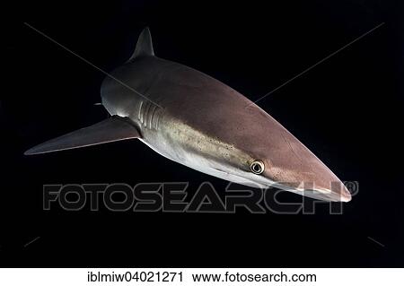 "Silky Shark (Carcharhinus falciformis), at night, Revillagigedo Islands, Socorro, Punta Tosca, Mexico, North America" View Large Photo Image Stock Image - "Silky Shark (Carcharhinus falciformis), at night, Revillagigedo Islands, Socorro, Punta Tosca, Mexico, North America". Fotosearch