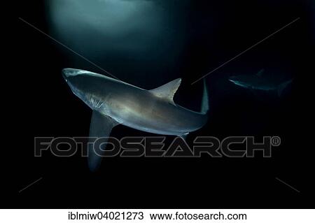 "Silky Shark (Carcharhinus falciformis), at night, Revillagigedo Islands, Socorro, Punta Tosca, Mexico, North America" View Large Photo Image Stock Image - "Silky Shark (Carcharhinus falciformis), at night, Revillagigedo Islands, Socorro, Punta Tosca, Mexico, North America". Fotosearch