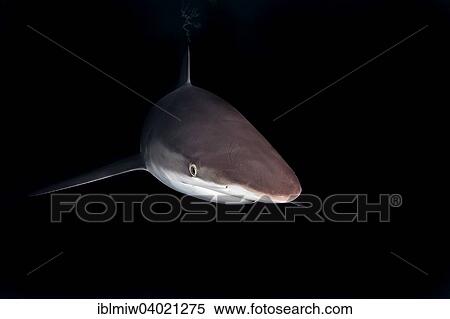 "Silky Shark (Carcharhinus falciformis), at night, Revillagigedo Islands, Socorro, Punta Tosca, Mexico, North America" View Large Photo Image Stock Photography - "Silky Shark (Carcharhinus falciformis), at night, Revillagigedo Islands, Socorro, Punta Tosca, Mexico, North America". Fotosearch
