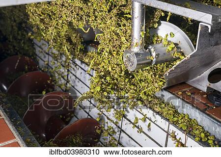 "Silvaner grapes after being squeezed in the Juliusspital Wurzburg winery, Wurzburg, Bavaria, Germany, Europe" View Large Photo Image Stock Image - "Silvaner grapes after being squeezed in the Juliusspital Wurzburg winery, Wurzburg, Bavaria, Germany, Europe". Fotosearch