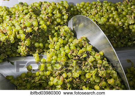"Silvaner grapes before being squeezed in the Juliusspital Wurzburg winery, Wurzburg, Bavaria, Germany, Europe" View Large Photo Image Stock Image - "Silvaner grapes before being squeezed in the Juliusspital Wurzburg winery, Wurzburg, Bavaria, Germany, Europe". Fotosearch