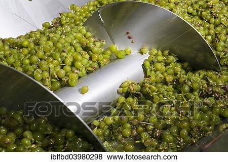 "Silvaner grapes before being squeezed in the Juliusspital Wurzburg winery, Wurzburg, Bavaria, Germany, Europe" View Large Photo Image Stock Photo - "Silvaner grapes before being squeezed in the Juliusspital Wurzburg winery, Wurzburg, Bavaria, Germany, Europe". Fotosearch