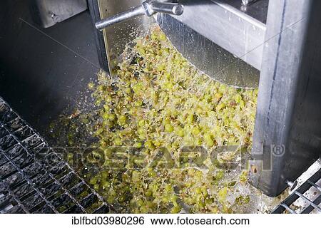 "Silvaner grapes being squeezed in the Juliusspital Wurzburg winery, Wurzburg, Bavaria, Germany, Europe" View Large Photo Image Stock Photograph - "Silvaner grapes being squeezed in the Juliusspital Wurzburg winery, Wurzburg, Bavaria, Germany, Europe". Fotosearch
