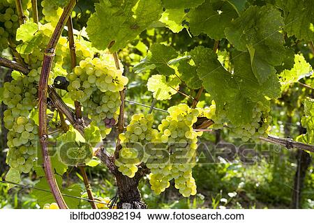 "Silvaner grapes growing in the vineyard, Juliusspital Wurzburg winery, Wurzburg, Bavaria, Germany, Europe" View Large Photo Image Picture - "Silvaner grapes growing in the vineyard, Juliusspital Wurzburg winery, Wurzburg, Bavaria, Germany, Europe". Fotosearch