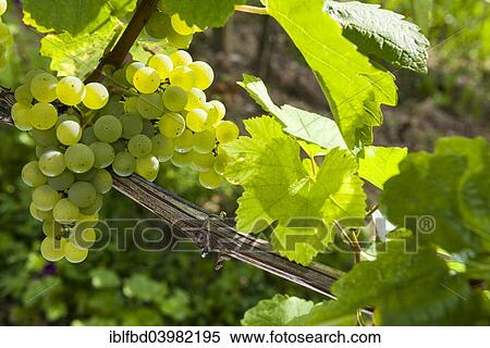 Stock Photography - "Silvaner grapes growing in the vineyard, Juliusspital Wurzburg winery, Wurzburg, Bavaria, Germany, Europe". Fotosearch