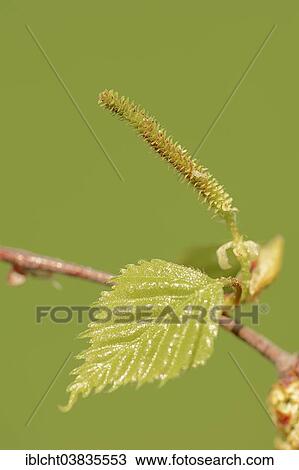 "Silver birch (Betula pendula), a female flower and a leaf, North Rhine-Westphalia, Germany, Europe" View Large Photo Image Stock Image - "Silver birch (Betula pendula), a female flower and a leaf, North Rhine-Westphalia, Germany, Europe". Fotosearch