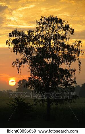 "Silver birch (Betula pendula) at sunrise, North Rhine-Westphalia, Germany, Europe" View Large Photo Image Stock Photo - "Silver birch (Betula pendula) at sunrise, North Rhine-Westphalia, Germany, Europe". Fotosearch