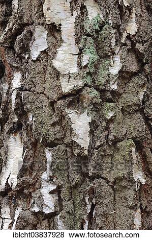 "Silver Birch (Betula pendula), bark, North Rhine-Westphalia, Germany, Europe" View Large Photo Image Stock Photo - "Silver Birch (Betula pendula), bark, North Rhine-Westphalia, Germany, Europe". Fotosearch