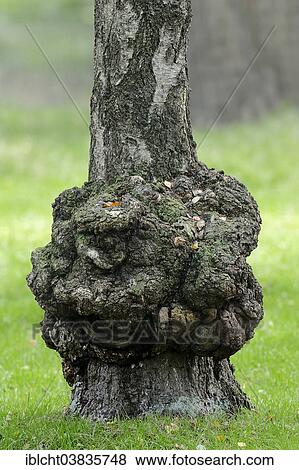 "Silver Birch (Betula pendula, Betula alba, Betula verrucosa), growth on the trunk, North Rhine-Westphalia, Germany, Europe" View Large Photo Image Stock Photo - "Silver Birch (Betula pendula, Betula alba, Betula verrucosa), growth on the trunk, North Rhine-Westphalia, Germany, Europe". Fotosearch
