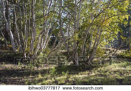 "Silver birch (Betula pendula) growing on a lava field in Mascali, Sicily, Italy, Europe" View Large Photo Image Stock Photo - "Silver birch (Betula pendula) growing on a lava field in Mascali, Sicily, Italy, Europe". Fotosearch