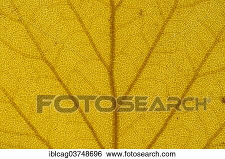 "Silver Birch (Betula pendula) leaf structure in transmitted light, autumnal colour, detail, city centre, Frankfurt am Main, Hesse, Germany, Europe" View Large Photo Image Stock Photograph - "Silver Birch (Betula pendula) leaf structure in transmitted light, autumnal colour, detail, city centre, Frankfurt am Main, Hesse, Germany, Europe". Fotosearch