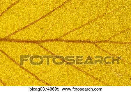 Stock Photography - "Silver Birch (Betula pendula) leaf structure in transmitted light, autumnal colour, detail, city centre, Frankfurt am Main, Hesse, Germany, Europe". Fotosearch