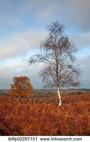 Stock Image - "Silver Birch (Betula pendula), habitat, growing amongst bracken in autumn colour, Mogshade Hill, Dorset, England, United Kingdom, Europe". Fotosearch