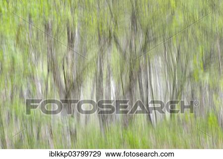 Stock Photo - "Silver Birches (Betula pendula), abstract, Saxony, Germany, Europe". Fotosearch